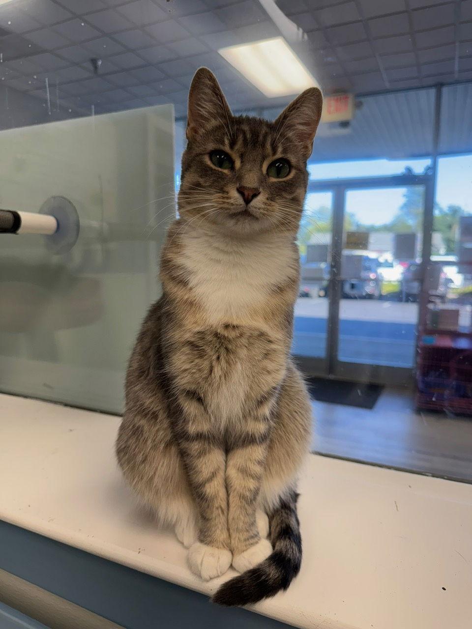 Melody, a Adoptable mixed breed in Georgetown, KY image 2/3