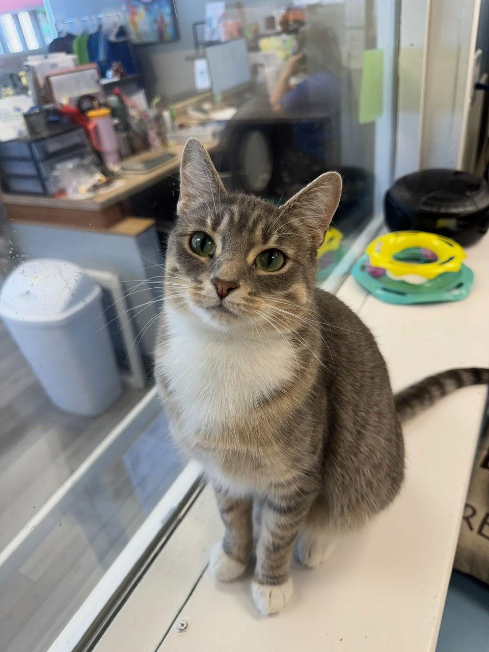 Melody, Adoptable, Adult Female Tabby & Domestic Short Hair.