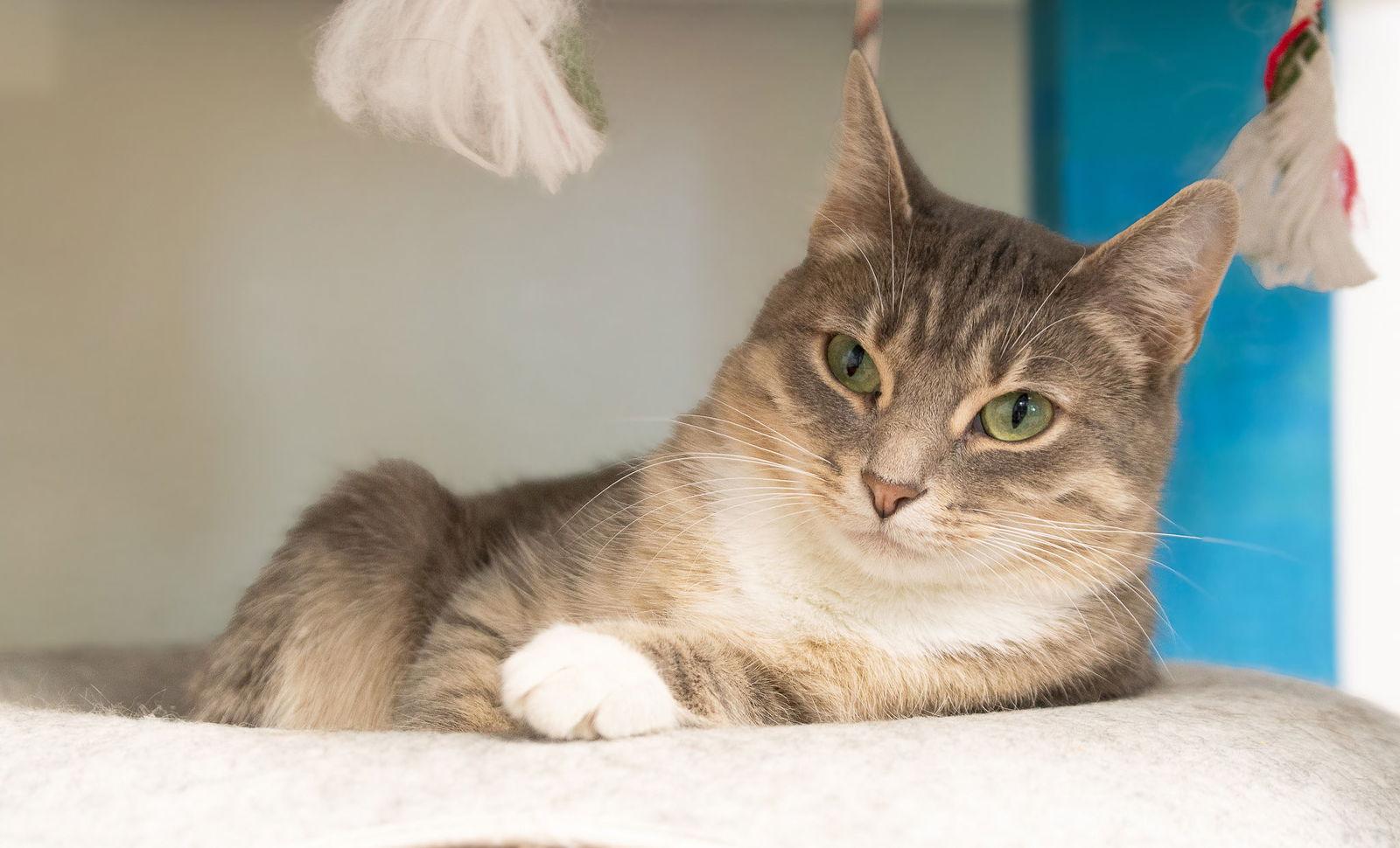 Melody, a Adoptable mixed breed in Georgetown, KY image 3/3