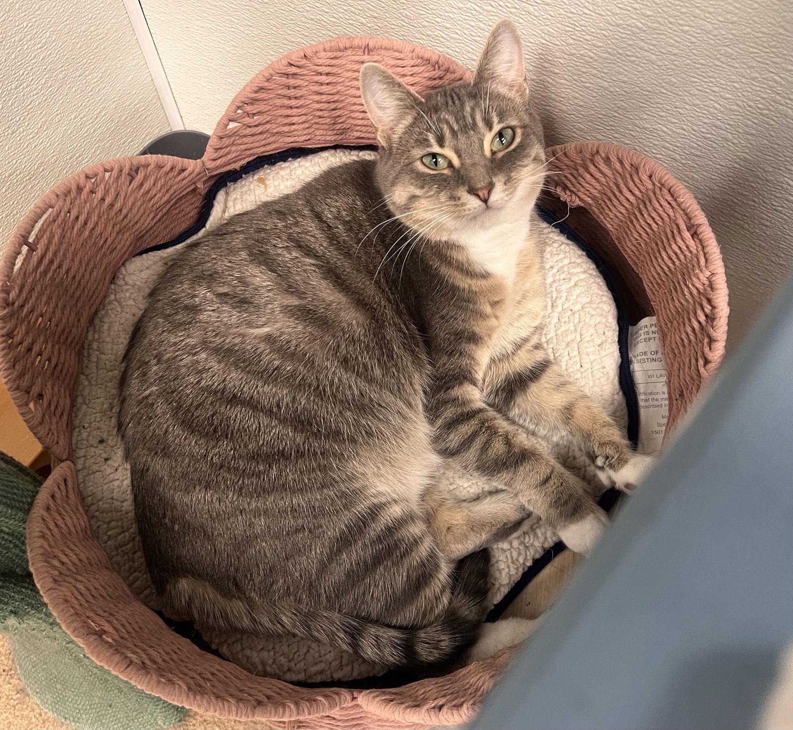 Enlarge Melody, a Adoptable mixed breed in Georgetown, KY image 2/3