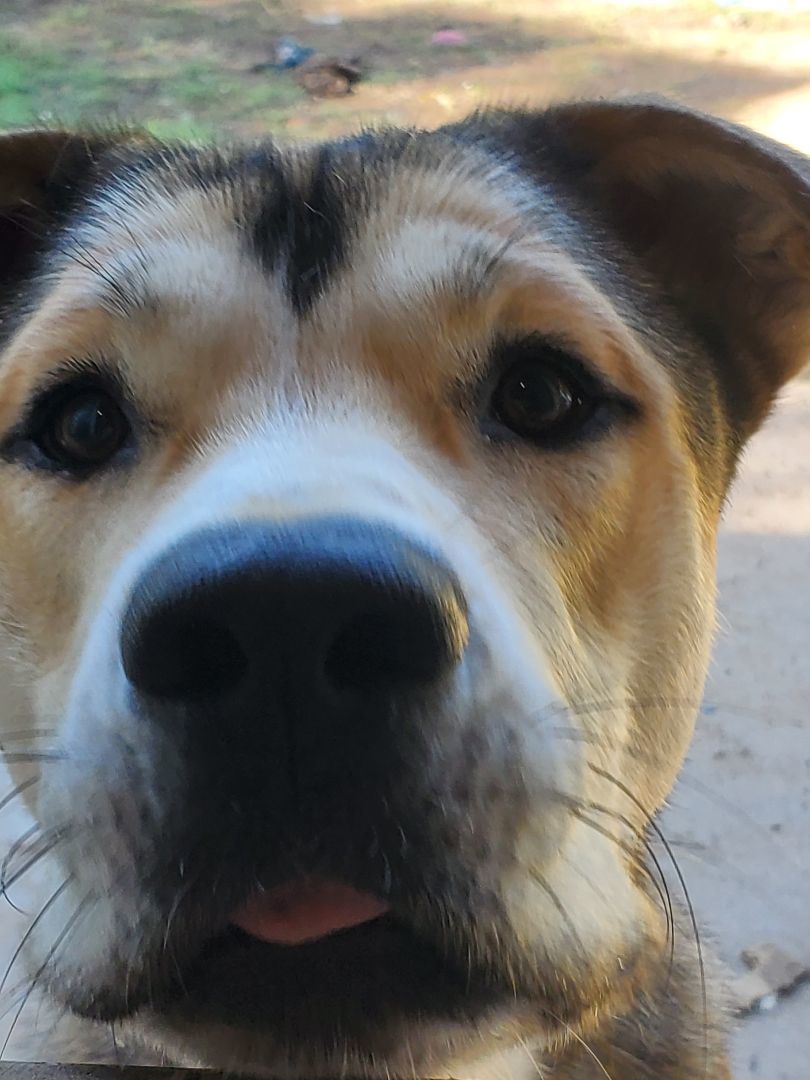 Captain, a Adoptable mixed breed in White Settlement, TX image 1/6