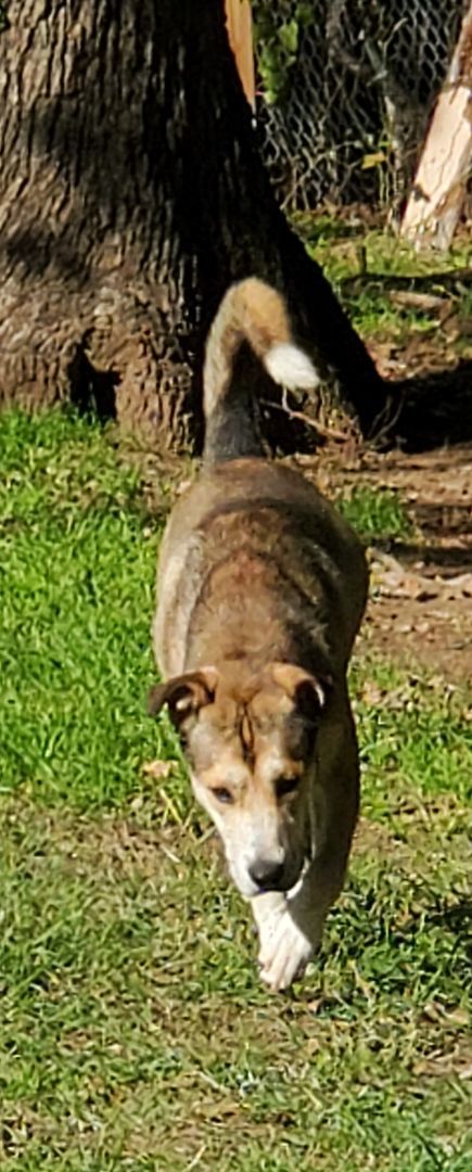 Captain, a Adoptable mixed breed in White Settlement, TX image 2/6