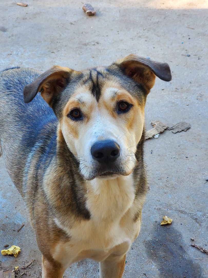 Captain, a Adoptable mixed breed in White Settlement, TX image 3/6