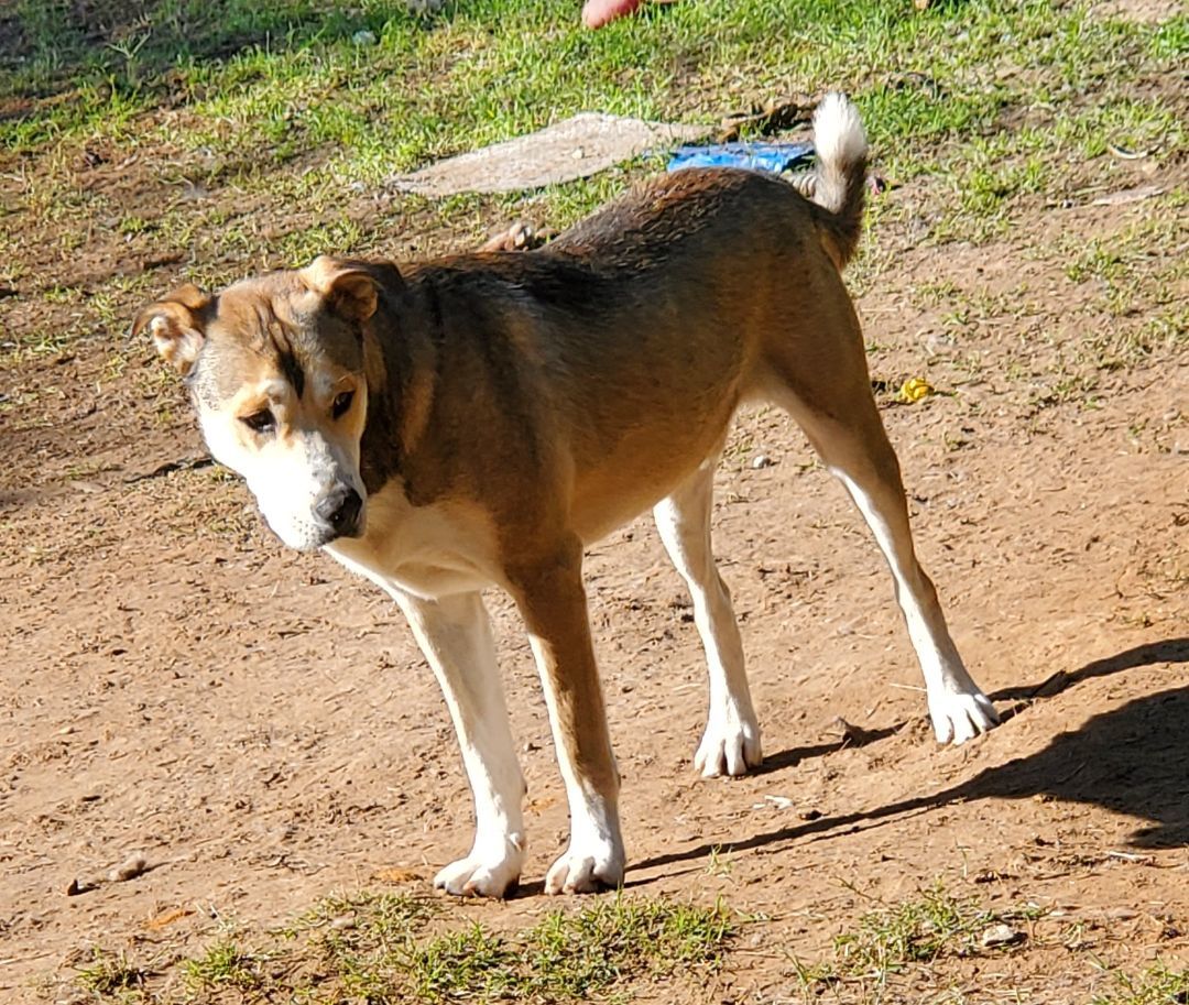 Captain, a Adoptable mixed breed in White Settlement, TX image 4/6