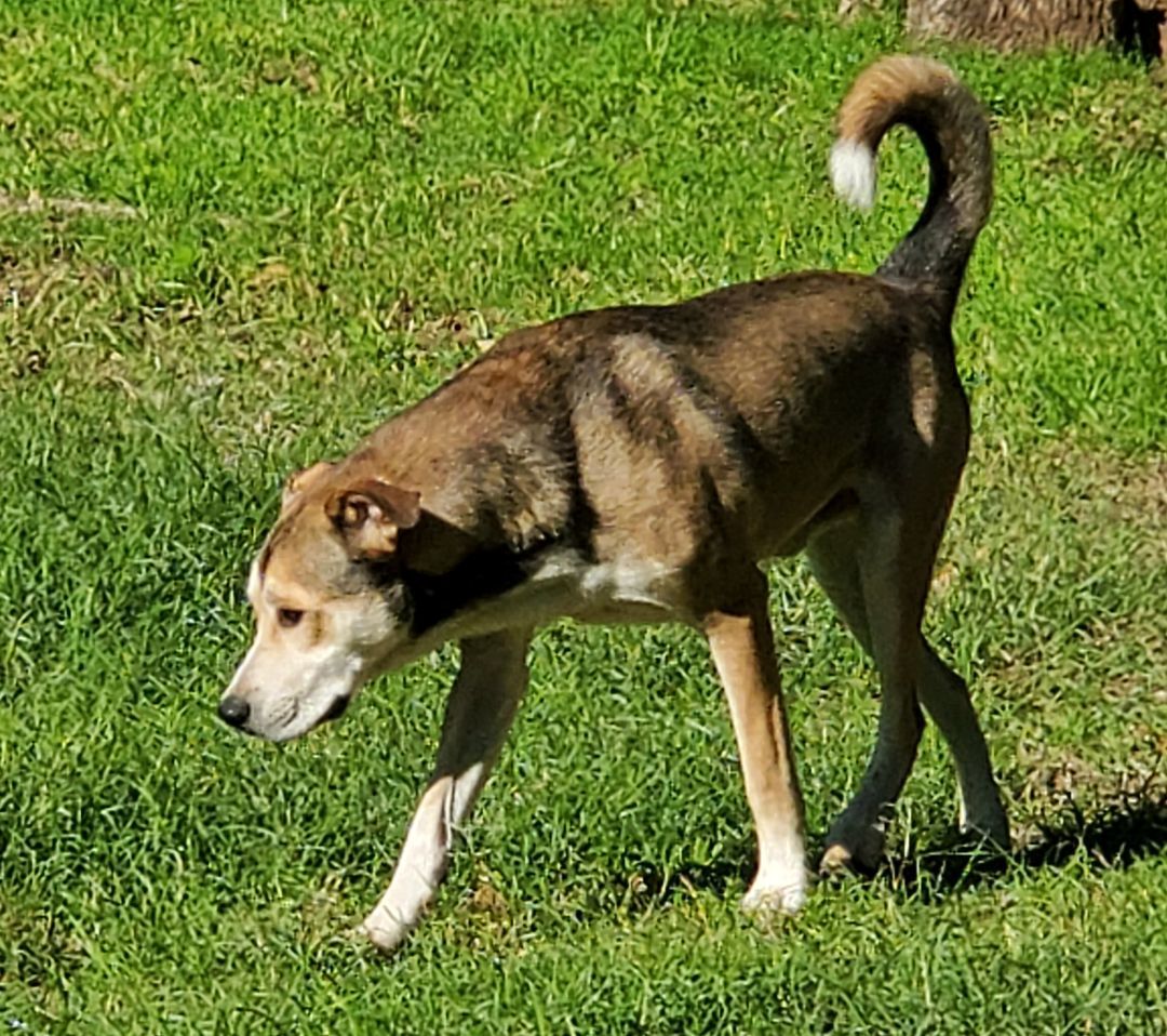Captain, a Adoptable mixed breed in White Settlement, TX image 5/6