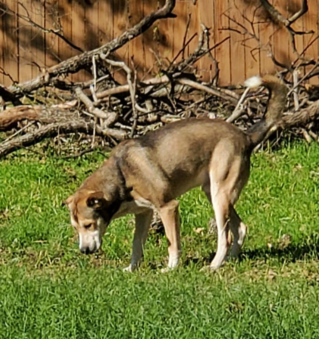 Captain, a Adoptable mixed breed in White Settlement, TX image 6/6