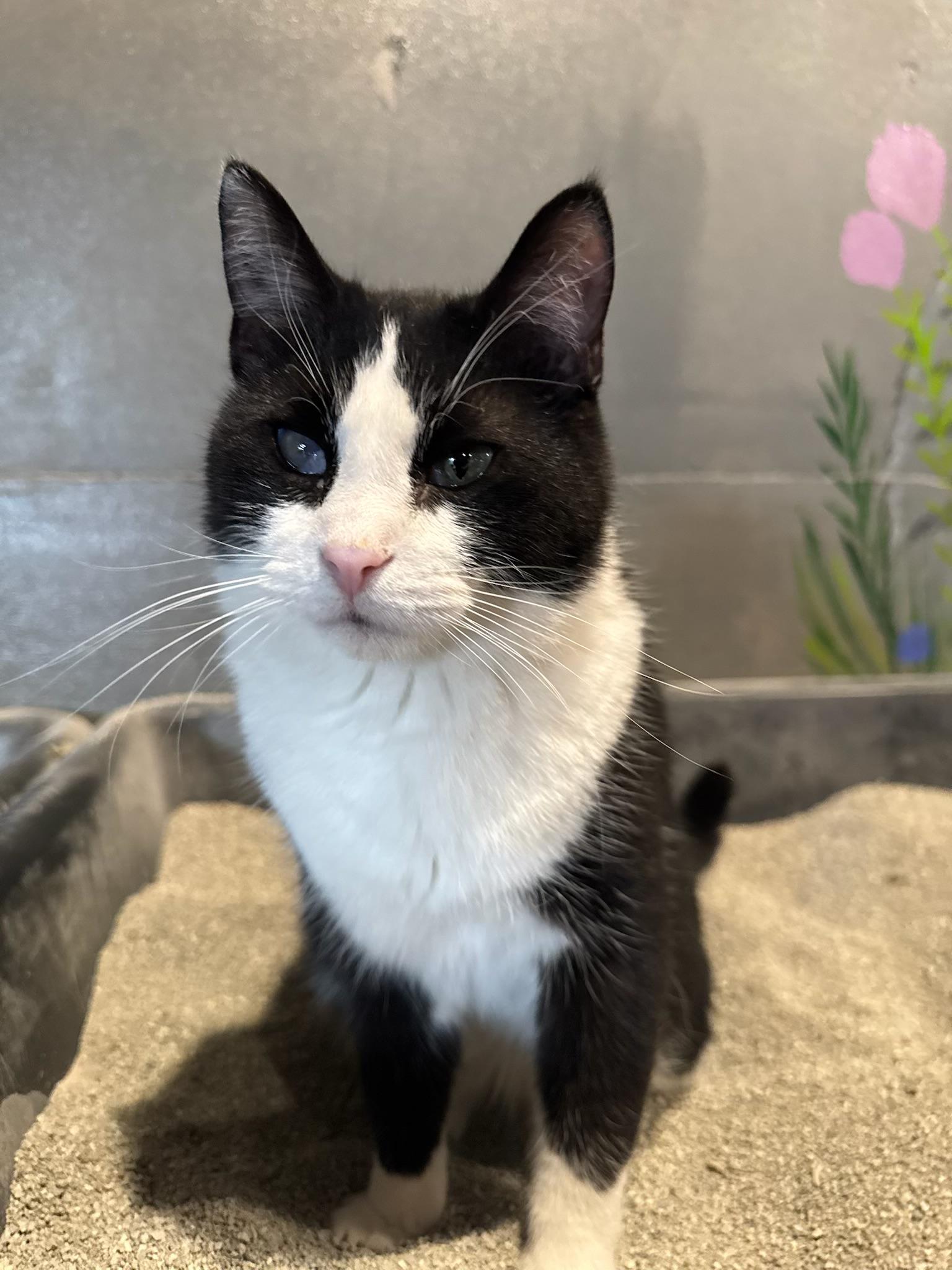 Lucky, ADOPTABLE, Adult Male American Shorthair.