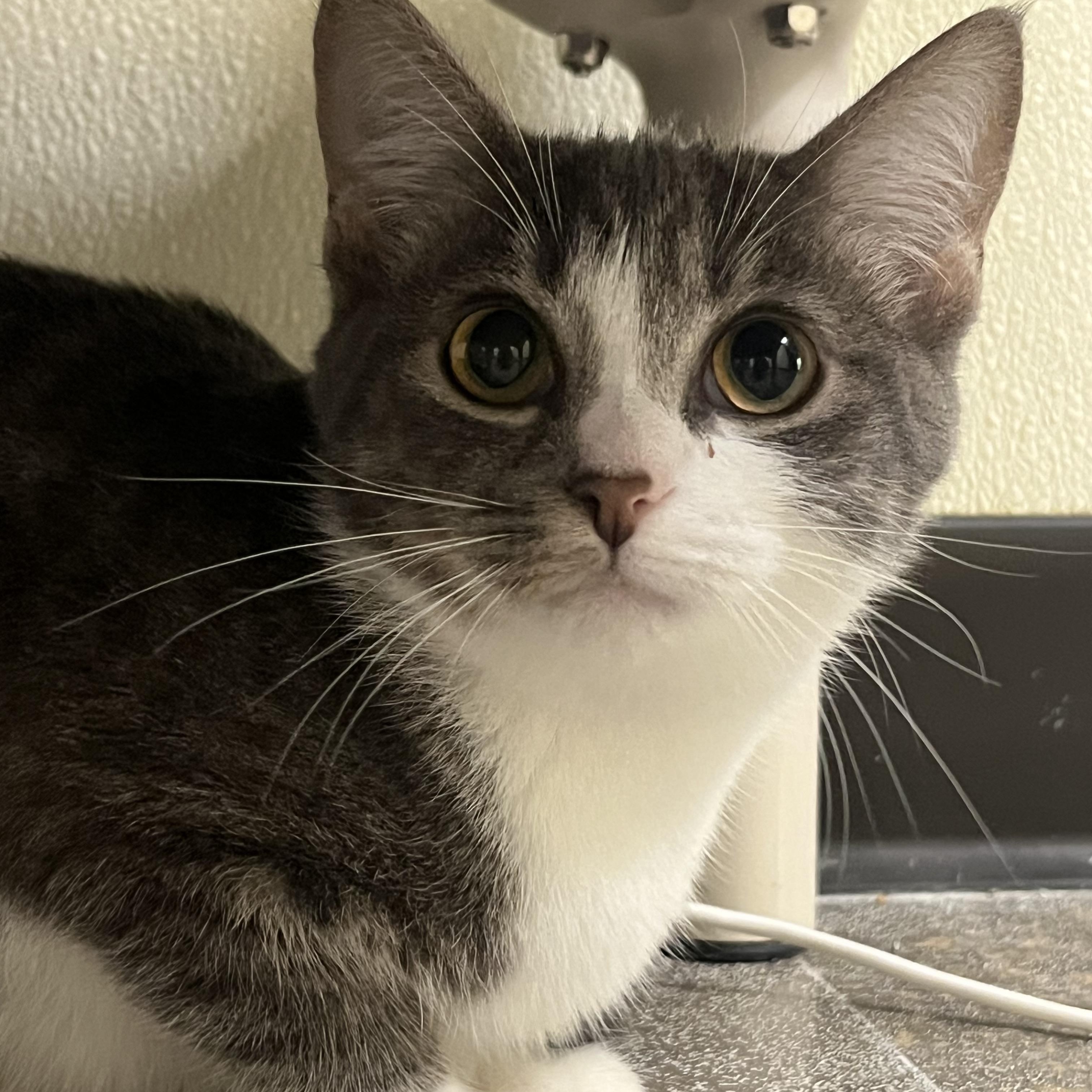 Enlarge Lucy, an adopted mixed breed in Cashiers, NC image 2/3