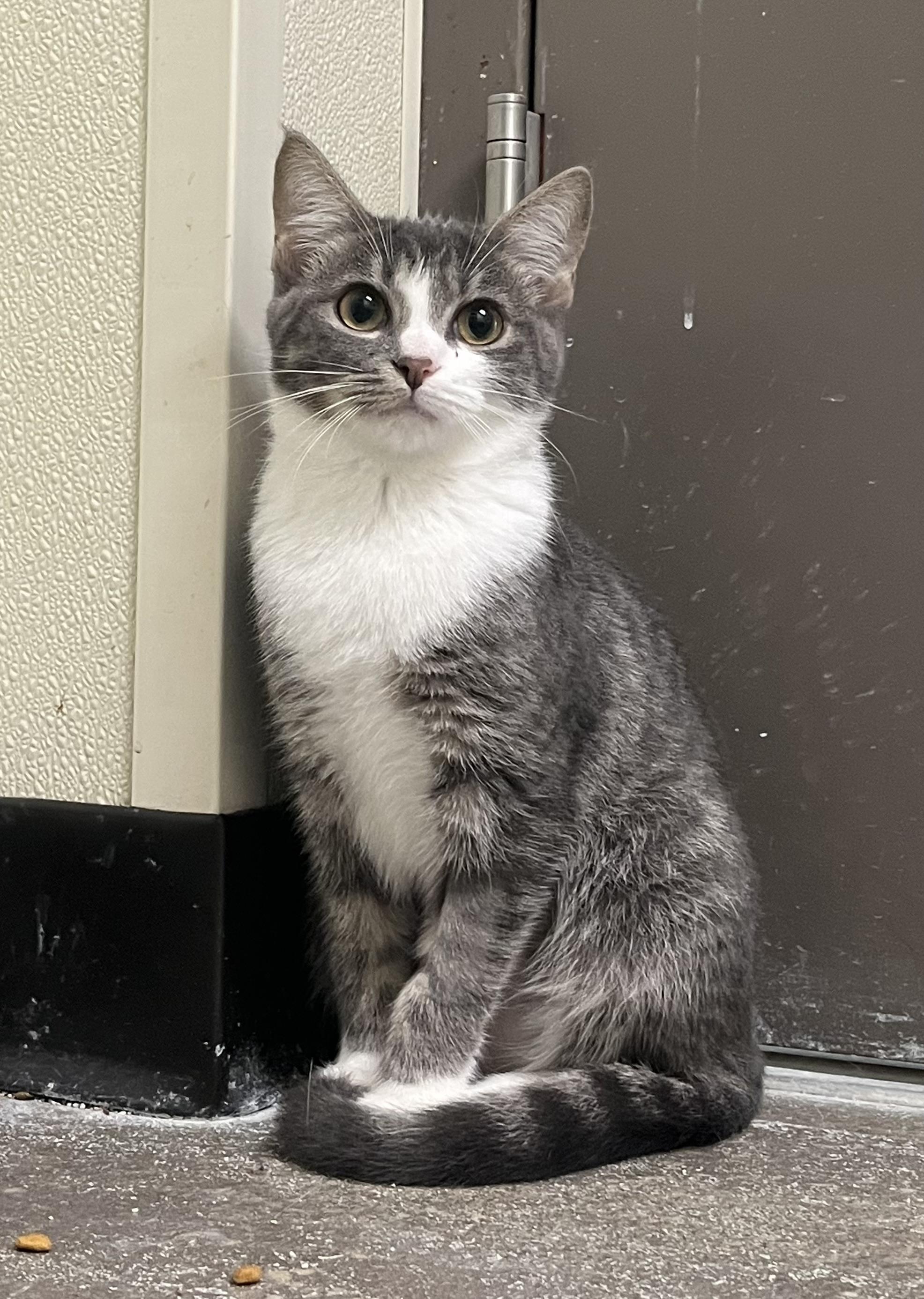 Lucy, adopted, Young Female Domestic Short Hair.