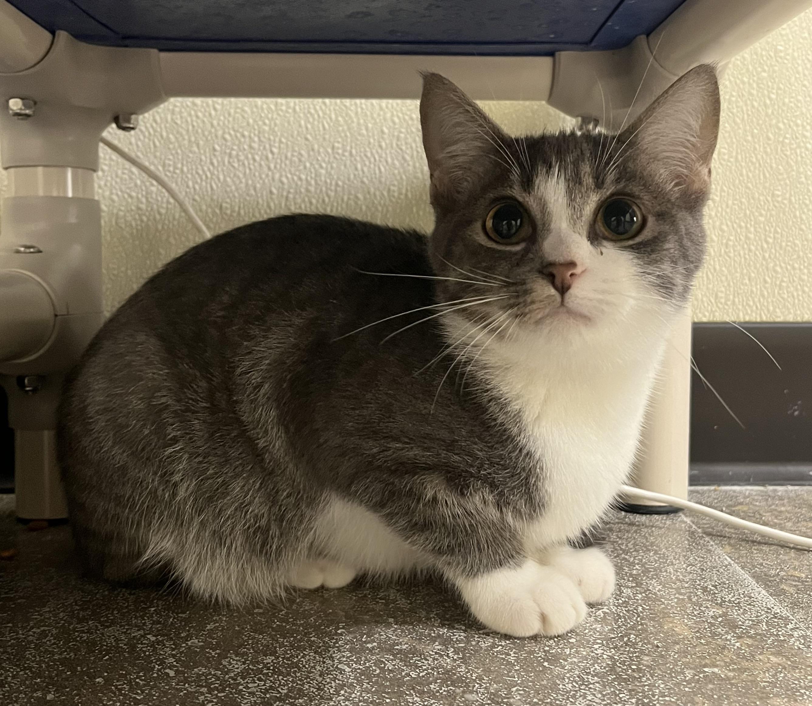 Enlarge Lucy, an adopted mixed breed in Cashiers, NC image 3/3