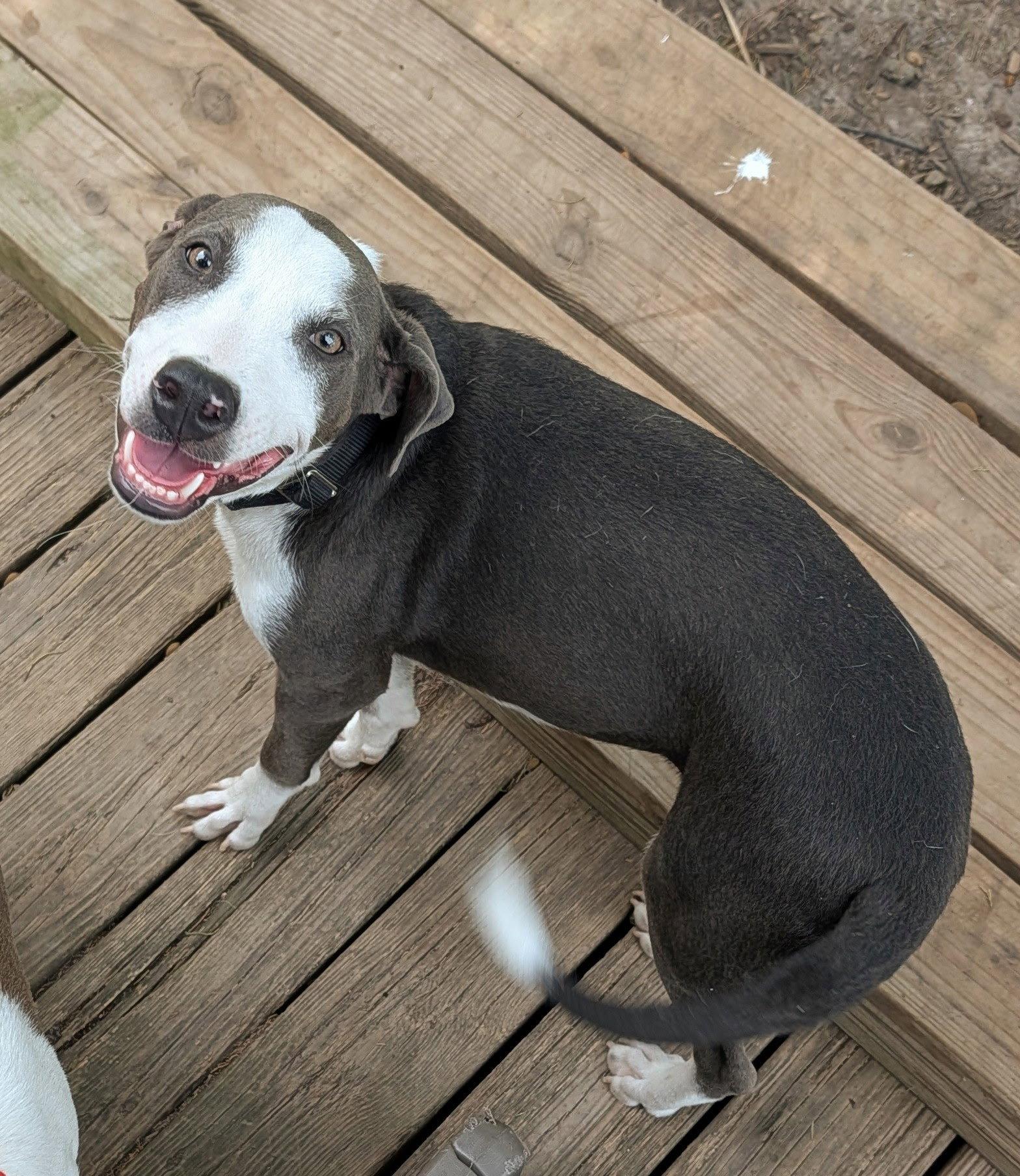 Enlarge Thor, a Adoptable mixed breed in Virginia Beach, VA image 1/3