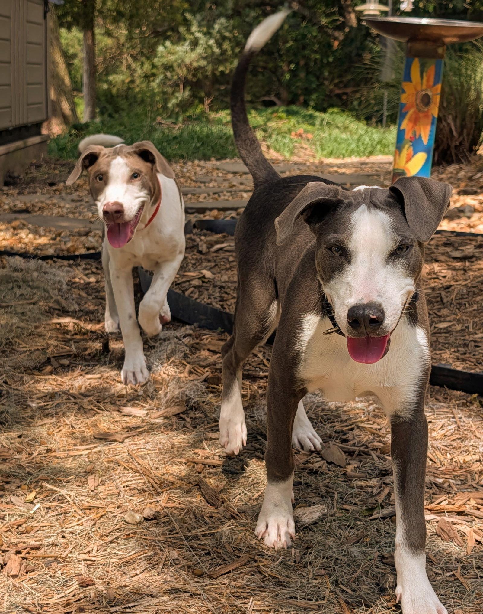 Enlarge Thor, a Adoptable mixed breed in Virginia Beach, VA image 2/3