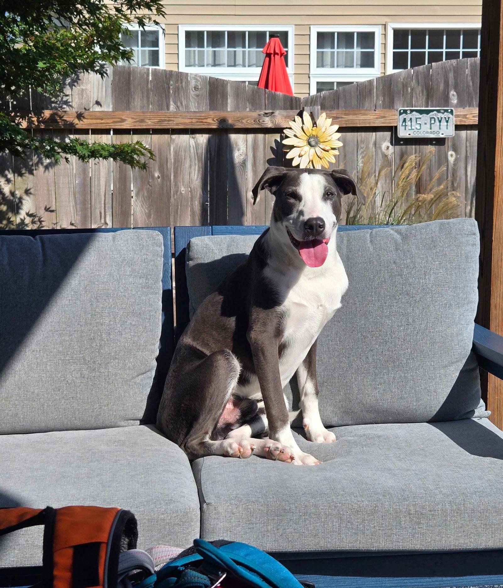 Enlarge Thor, a Adoptable mixed breed in Virginia Beach, VA image 3/3