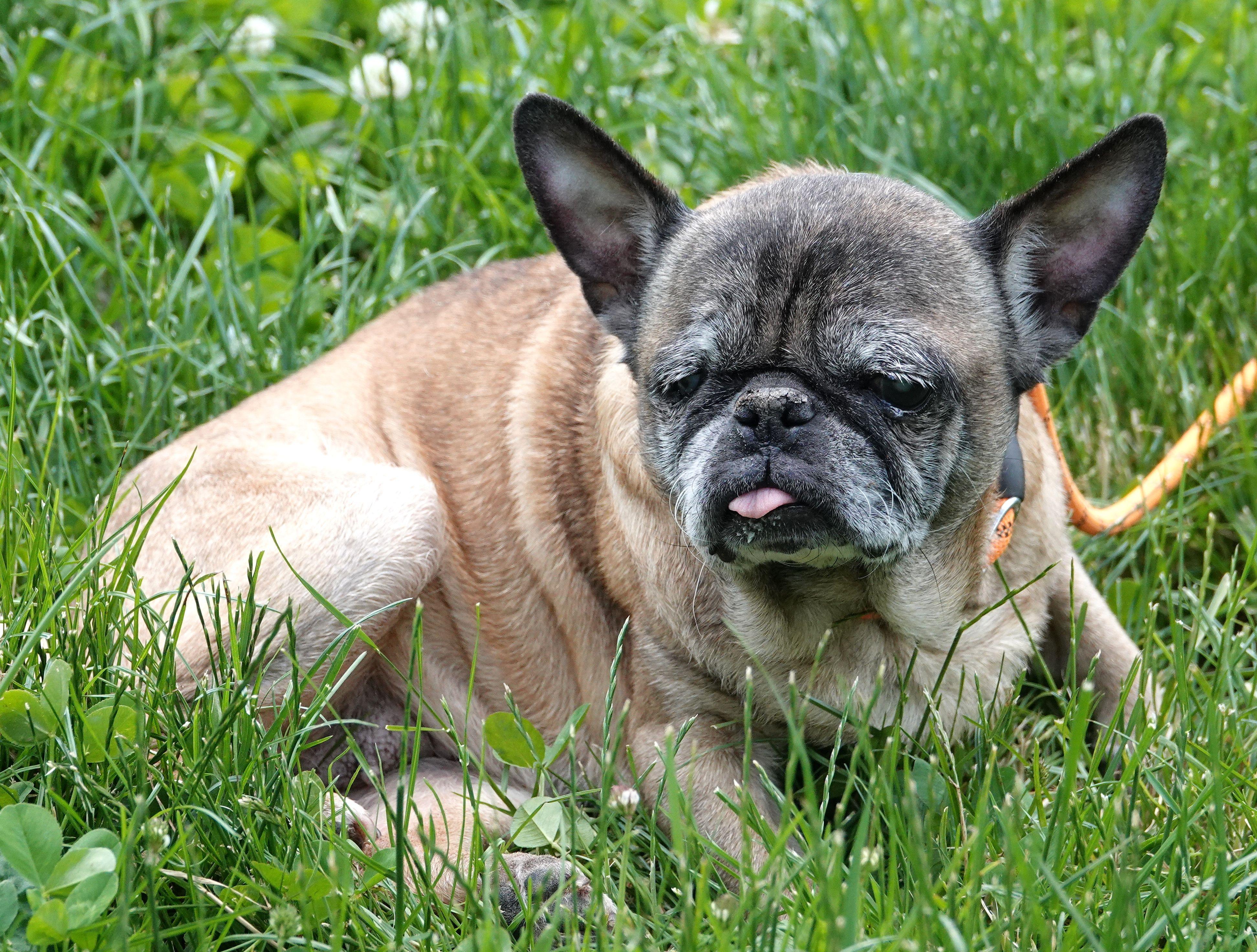Enlarge April, a ADOPTABLE mixed breed in Millfield, OH image 2/3