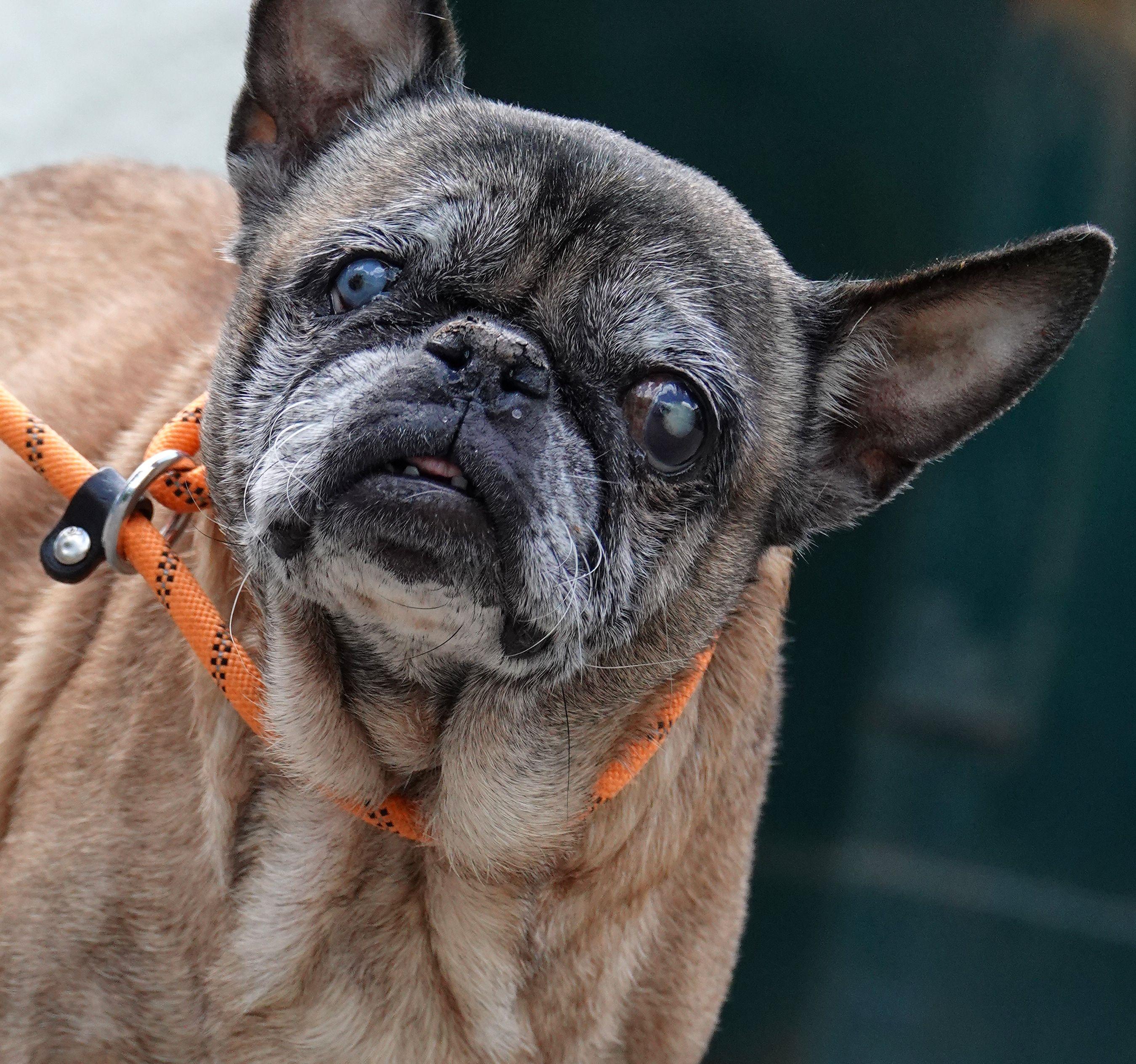 April, ADOPTABLE, Senior Female Pug & French Bulldog.