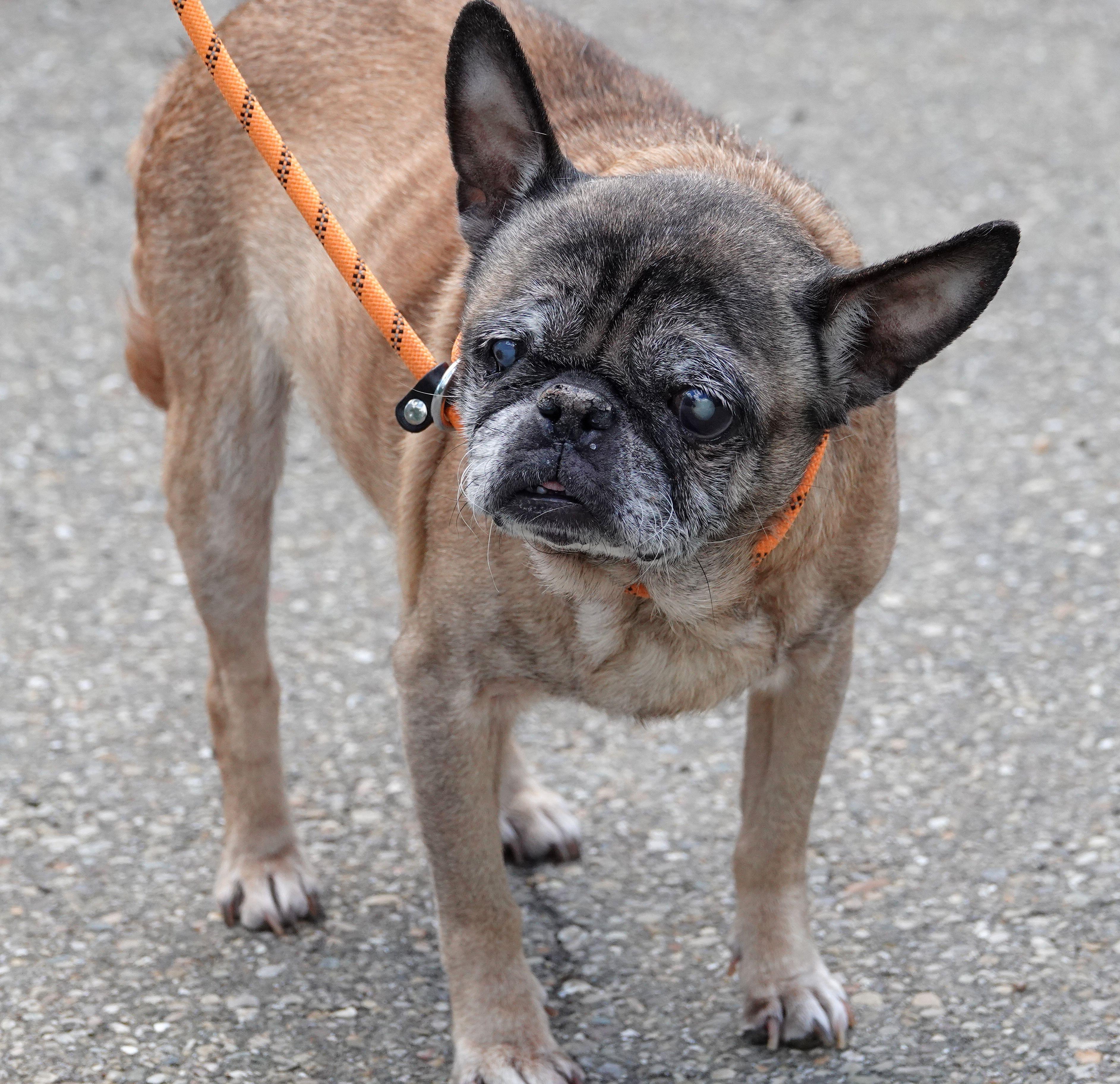 Enlarge April, a ADOPTABLE mixed breed in Millfield, OH image 3/3