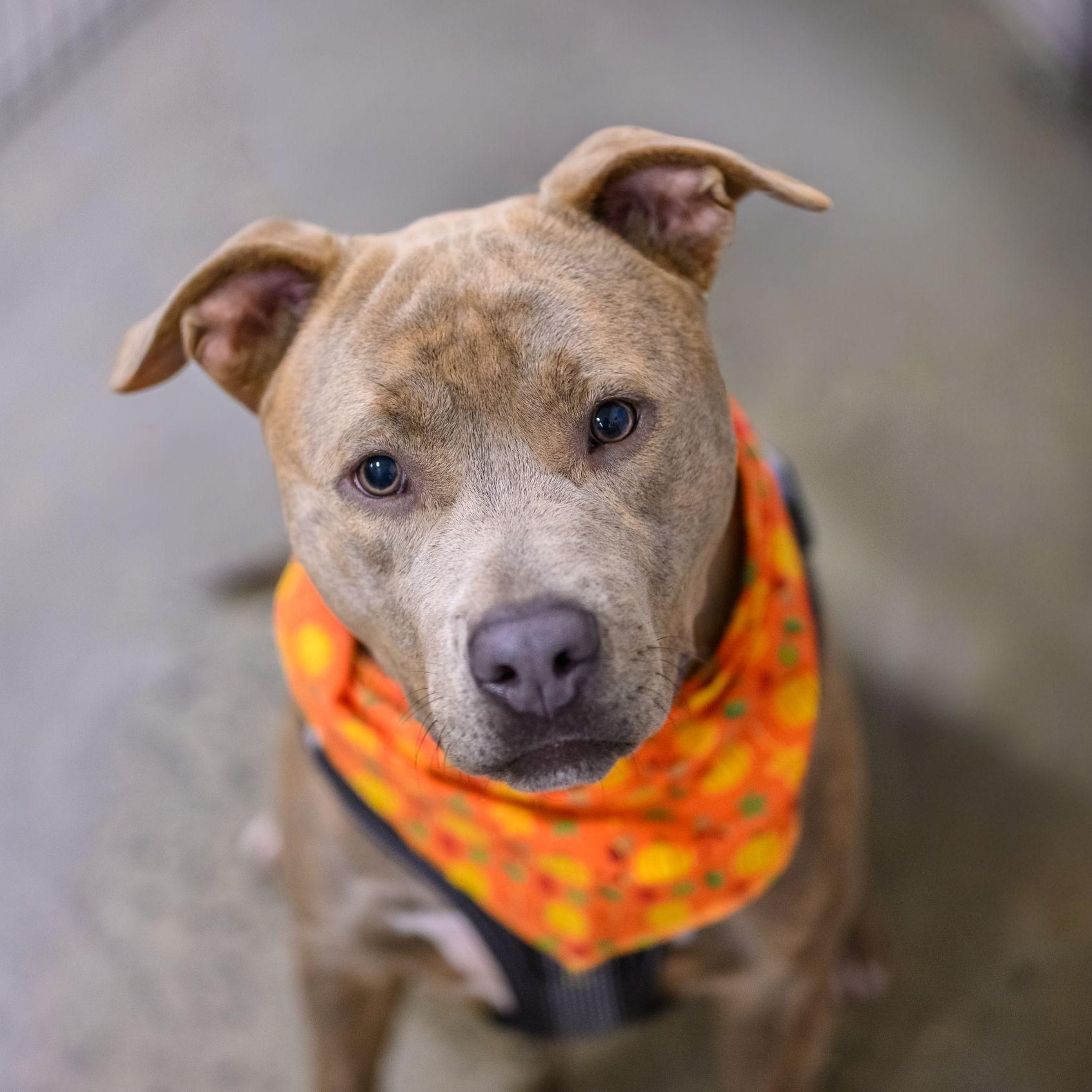 Enlarge CASH, a Adoptable Pit Bull Terrier in Hamilton, NJ image 4/4