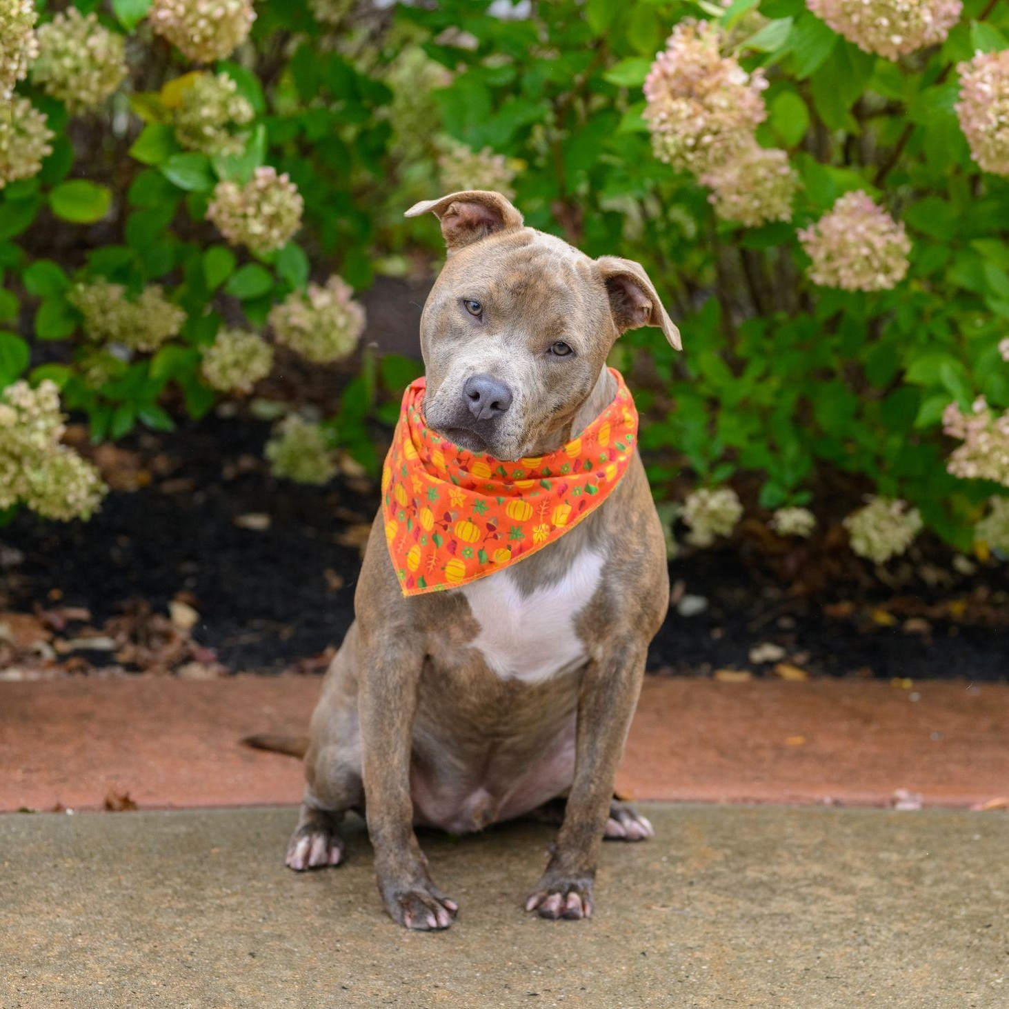 Enlarge CASH, a Adoptable Pit Bull Terrier in Hamilton, NJ image 2/4