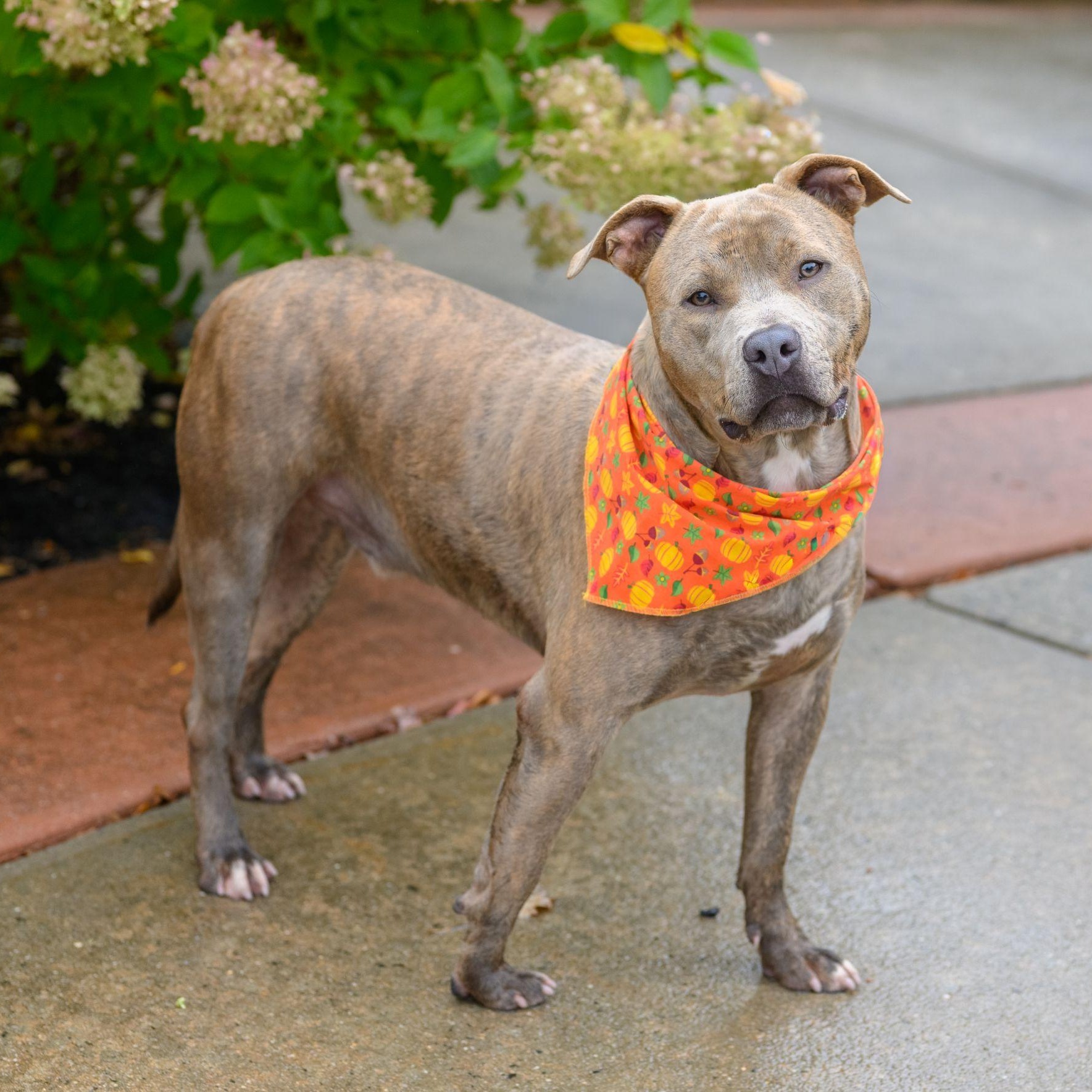 Enlarge CASH, a Adoptable Pit Bull Terrier in Hamilton, NJ image 3/4