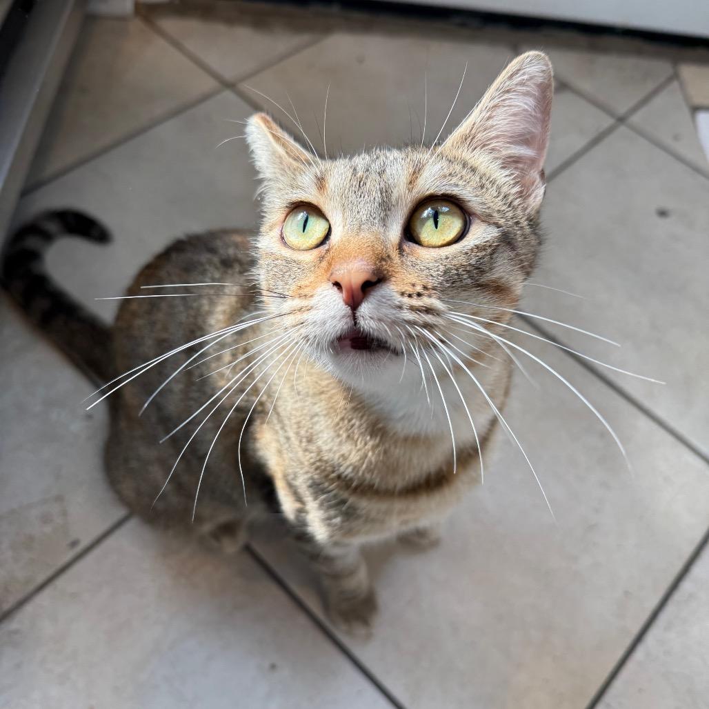 Chicken & Dumplings, Adoptable, Adult Female Domestic Short Hair.