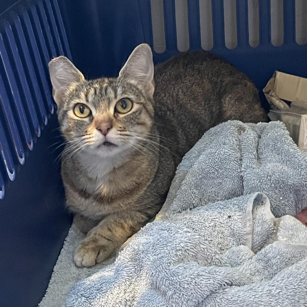Chicken & Dumplings, a Adoptable Domestic Short Hair in Los Angeles, CA image 2/6
