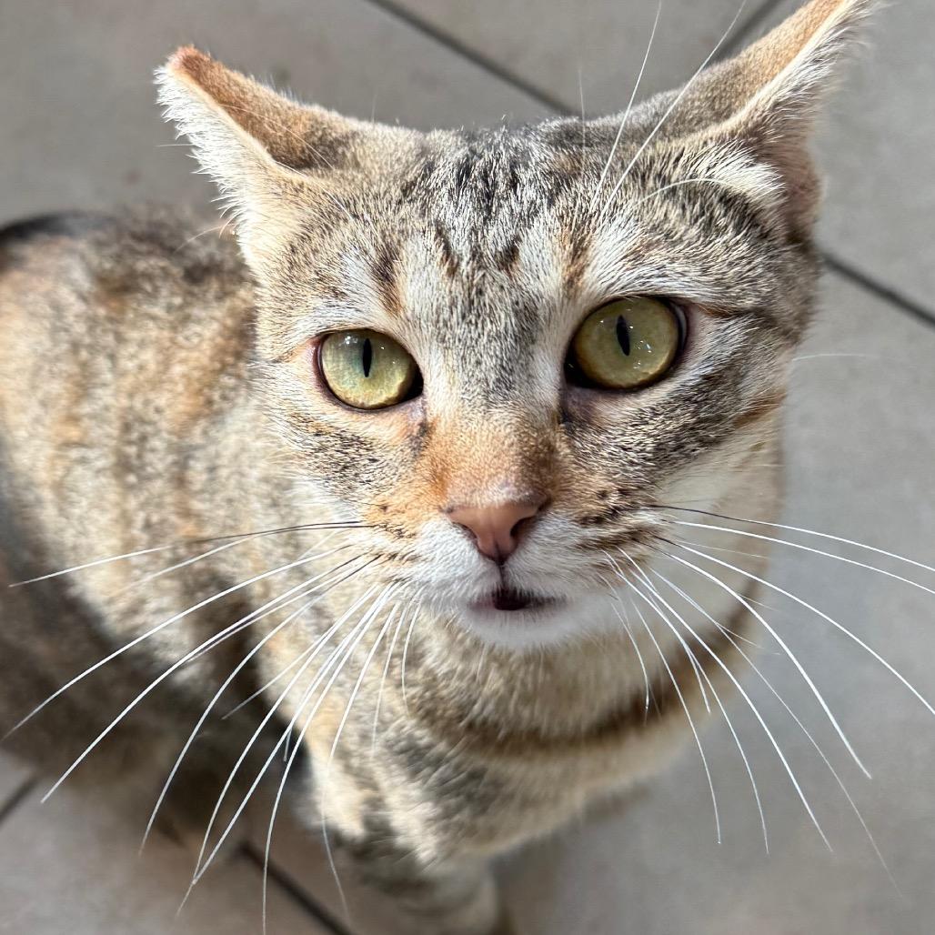 Chicken & Dumplings, a Adoptable Domestic Short Hair in Los Angeles, CA image 3/6