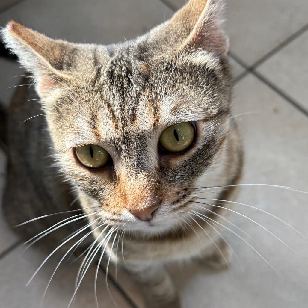 Chicken & Dumplings, a Adoptable Domestic Short Hair in Los Angeles, CA image 4/6