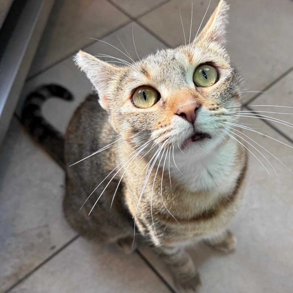 Chicken & Dumplings, a Adoptable Domestic Short Hair in Los Angeles, CA image 5/6