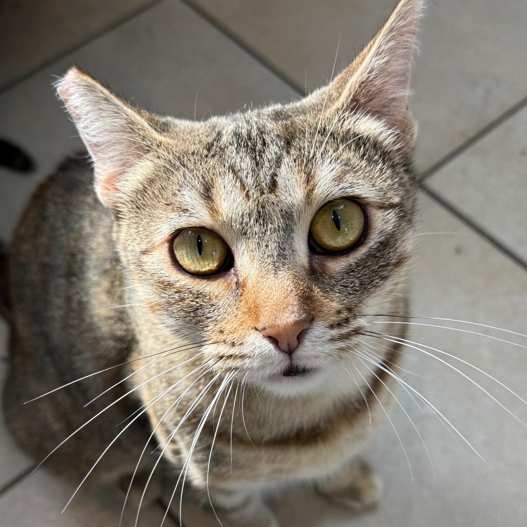 Chicken & Dumplings, a Adoptable Domestic Short Hair in Los Angeles, CA image 6/6