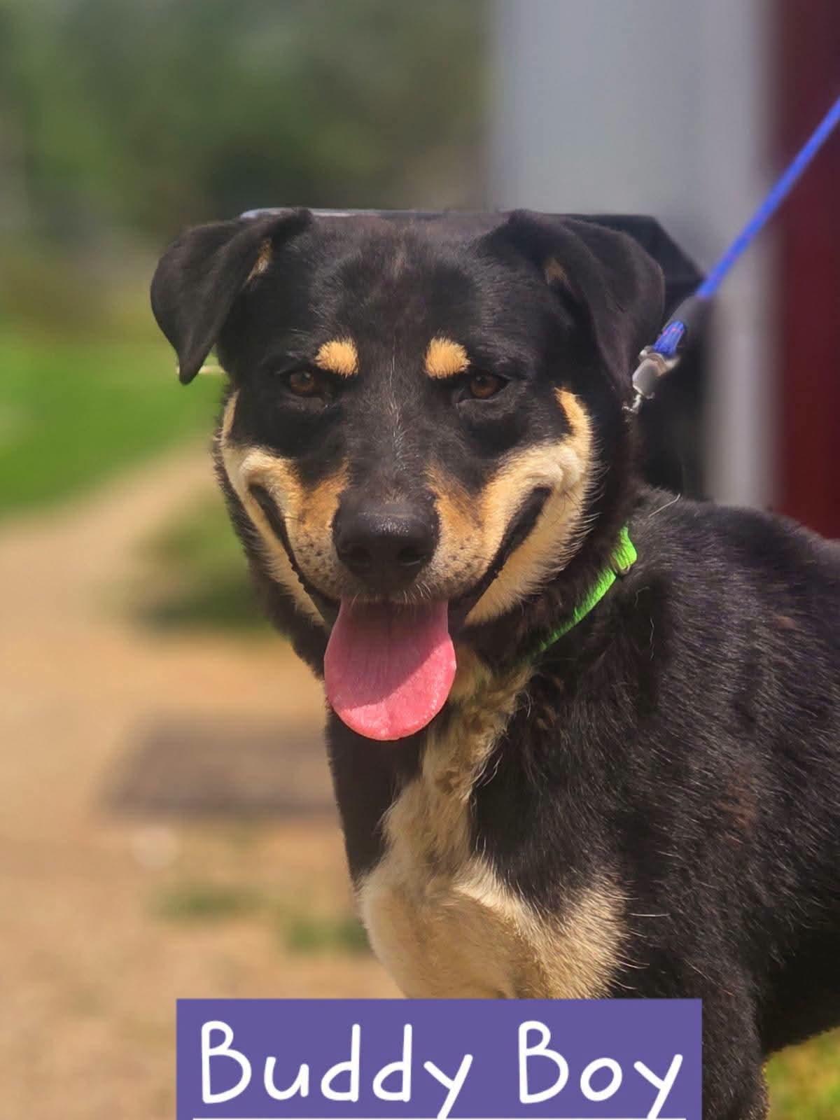 Buddy Boy, Adoptable, Young Male German Shepherd Dog.