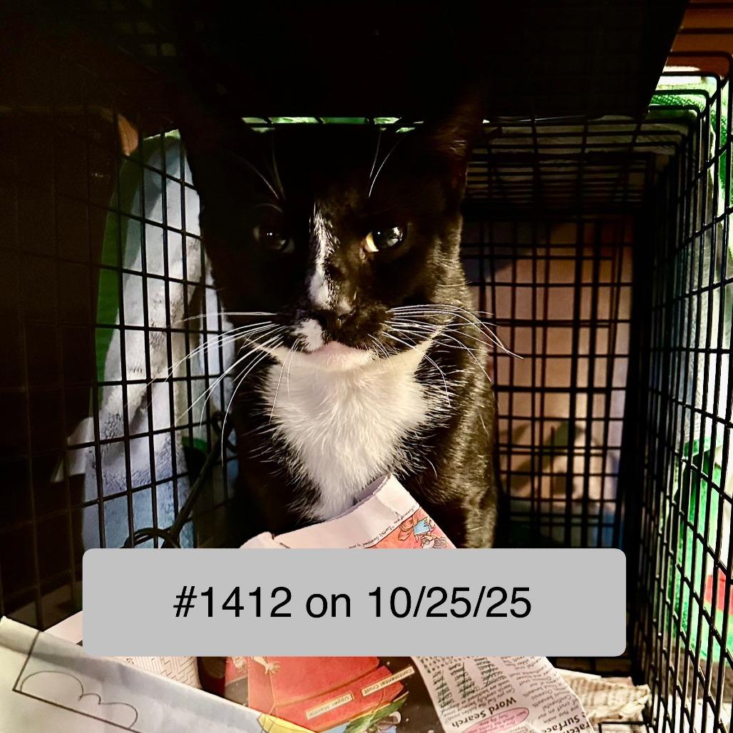 1412 Percy, Adoptable, Young Male Domestic Short Hair.