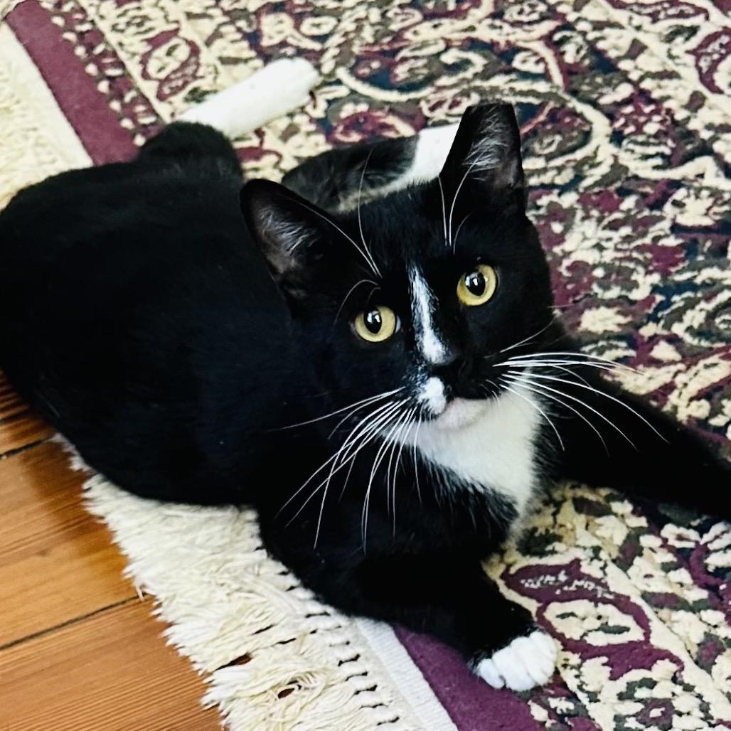 Enlarge 1412 Percy, a Adoptable Domestic Short Hair in Abbeville, SC image 2/2