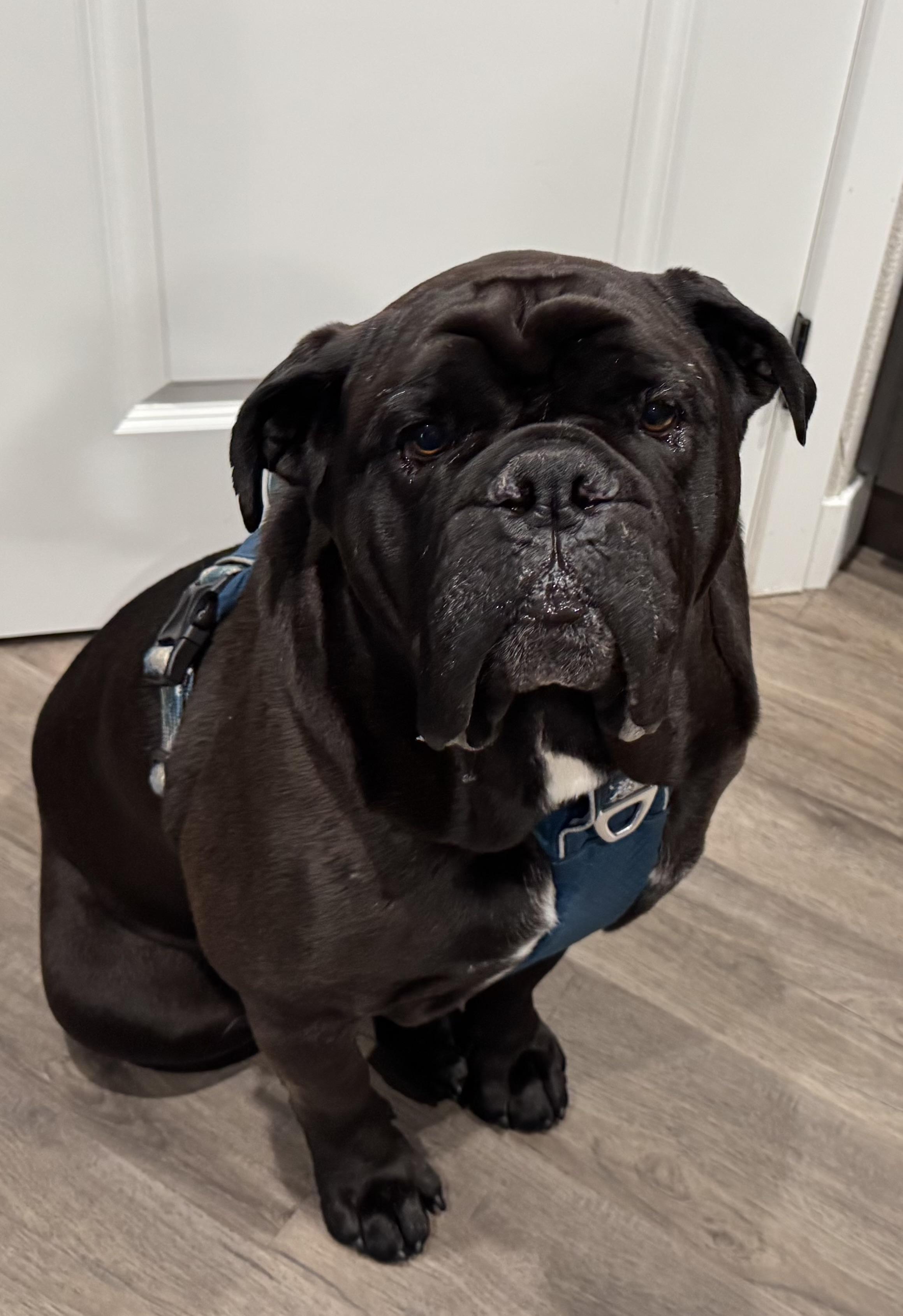 Bologna Man, adopted, Adult Male American Bulldog.