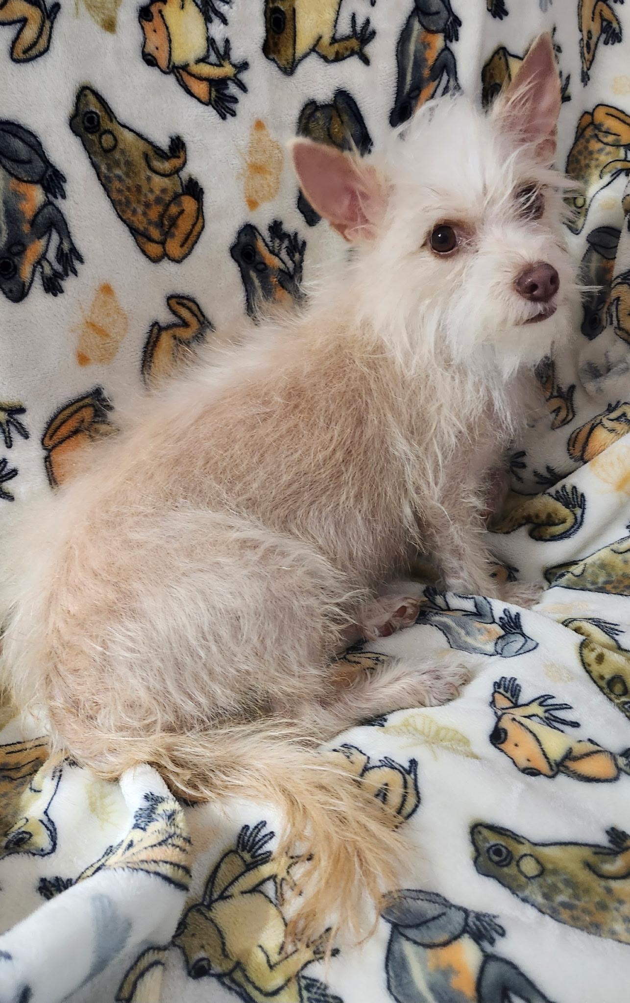 Enlarge Petals, a ADOPTABLE Terrier in Houston, TX image 3/3