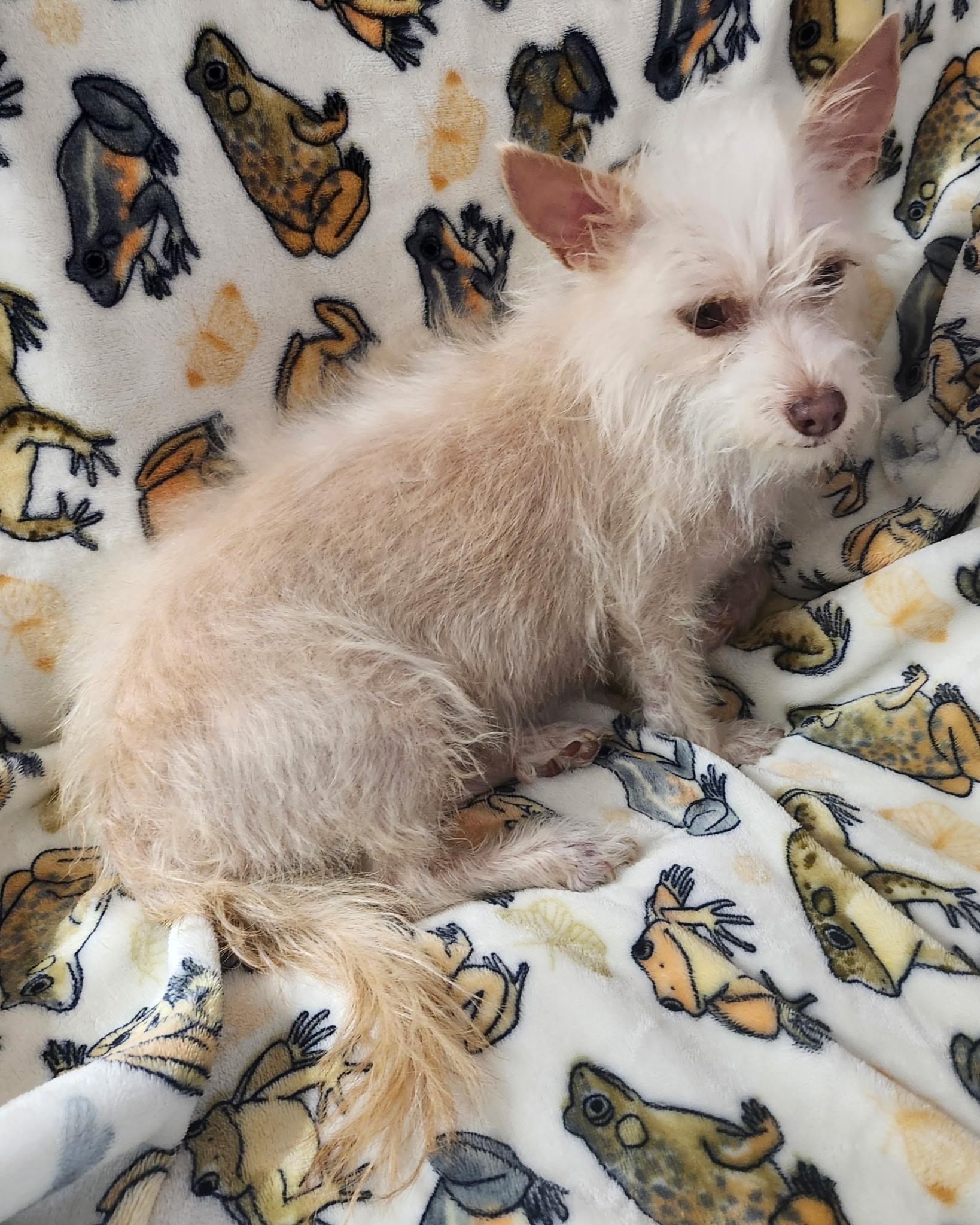 Enlarge Petals, a ADOPTABLE Terrier in Houston, TX image 1/3