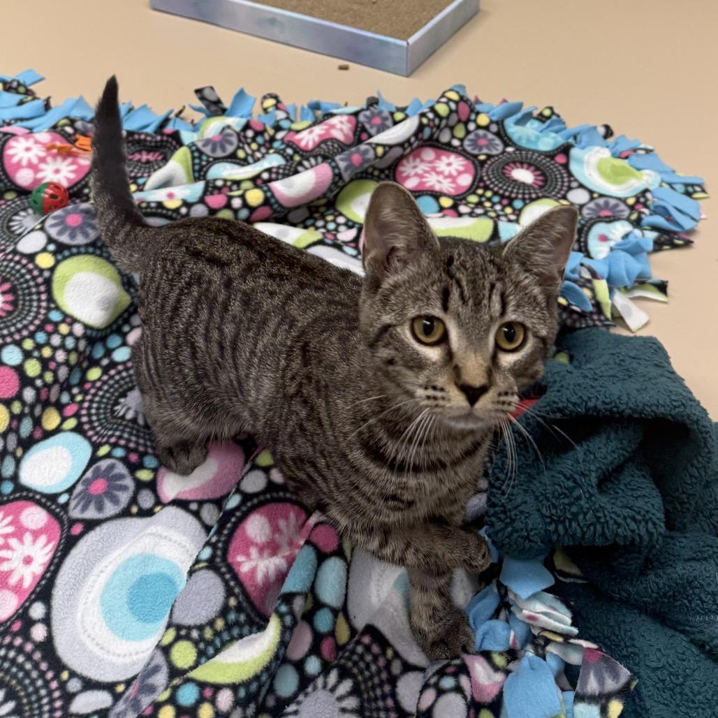 Merryweather, Adoptable, Kitten Female Domestic Short Hair.