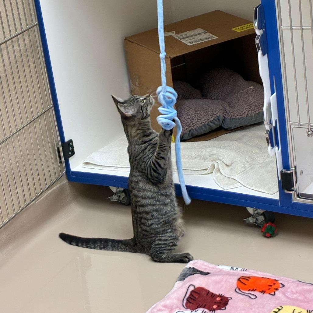 Enlarge Merryweather, a Adoptable Domestic Short Hair in Mebane, NC image 2/6