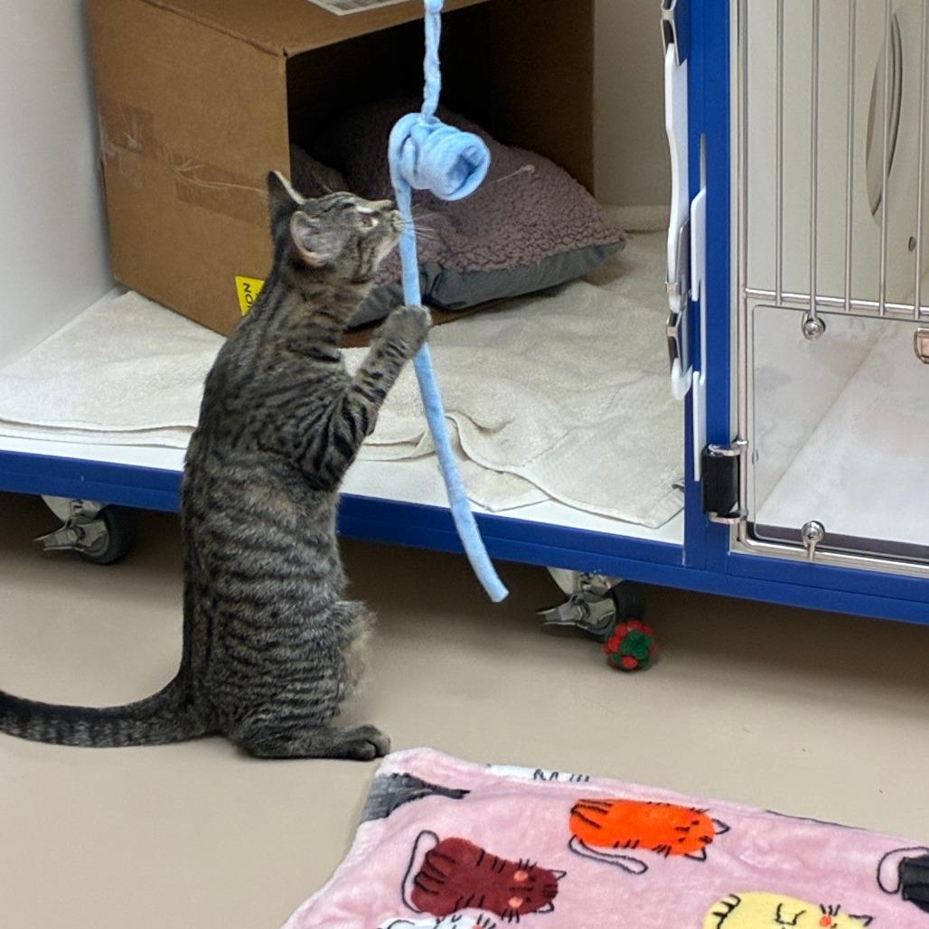 Enlarge Merryweather, a Adoptable Domestic Short Hair in Mebane, NC image 3/6