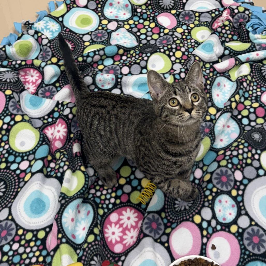 Enlarge Merryweather, a Adoptable Domestic Short Hair in Mebane, NC image 4/6
