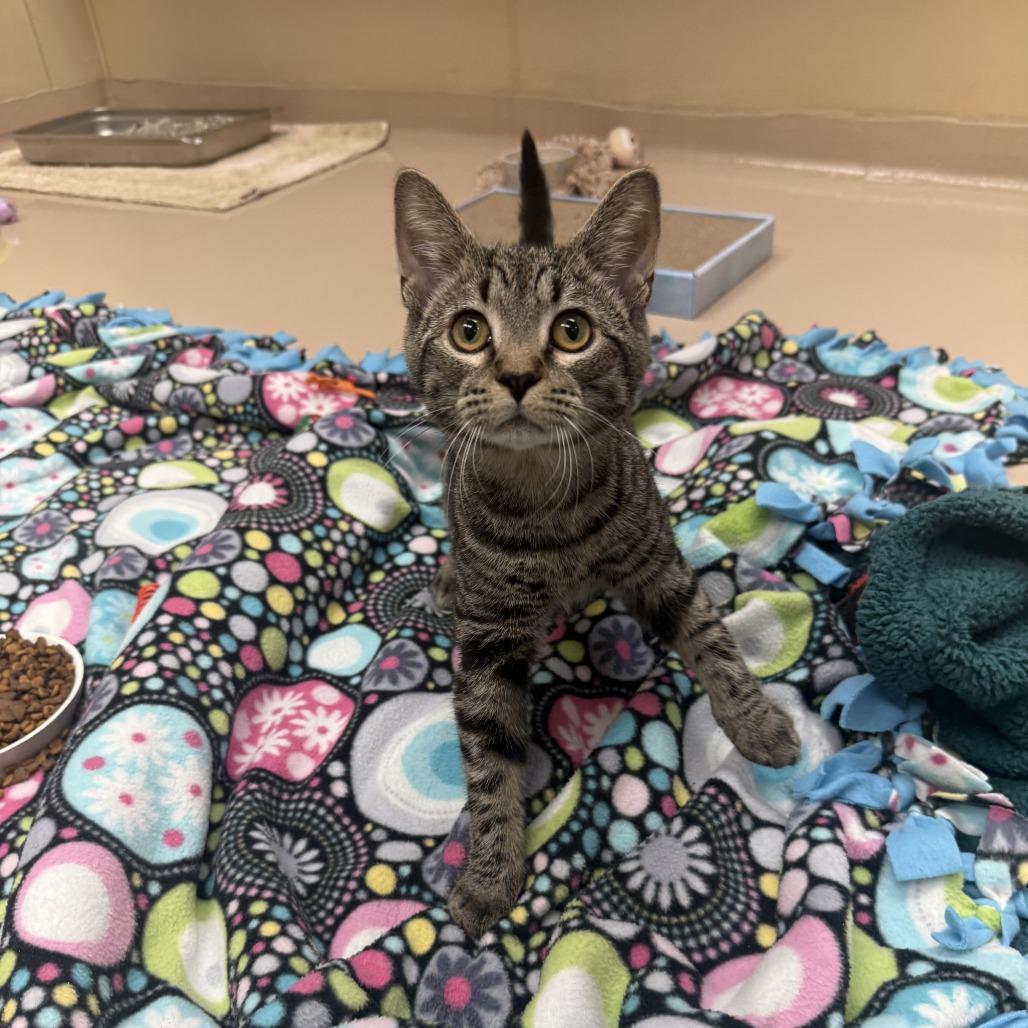 Enlarge Merryweather, a Adoptable Domestic Short Hair in Mebane, NC image 5/6