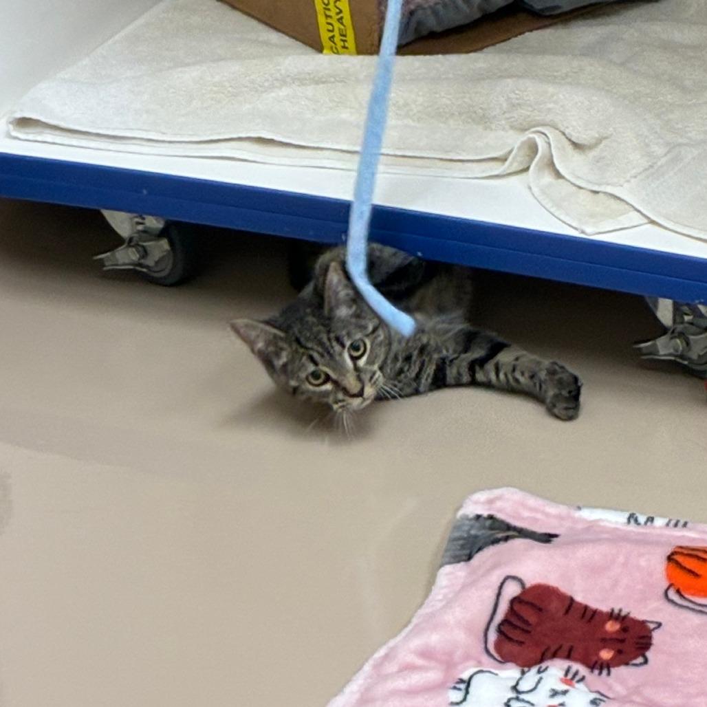 Enlarge Merryweather, a Adoptable Domestic Short Hair in Mebane, NC image 6/6