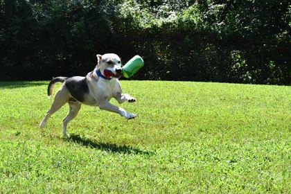 Beast, Adoptable, Adult Male Mixed Breed & Mixed Breed.