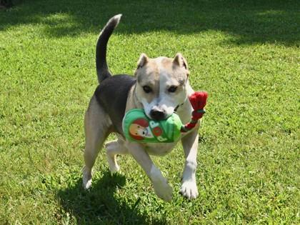 Beast, a Adoptable Mixed Breed in West Chester, PA image 2/3