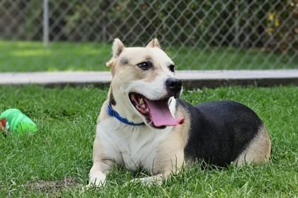 Beast, a Adoptable Mixed Breed in West Chester, PA image 3/3