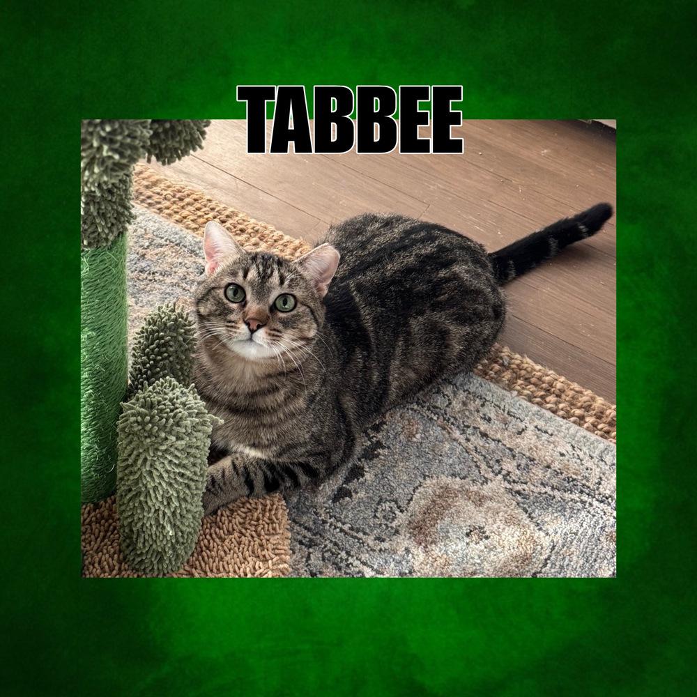 Tabbee ~ Sponsored Adoption Fee!, Adopted, Adult Male Domestic Short Hair.
