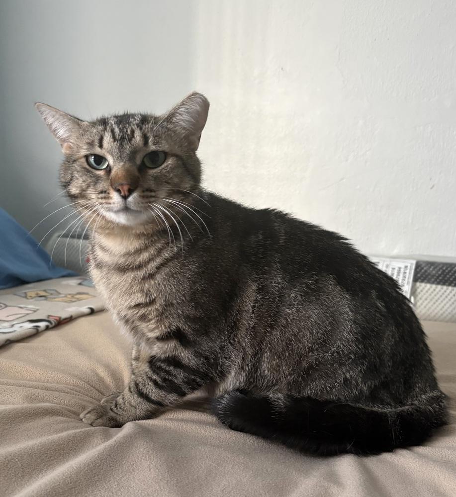 Enlarge Tabbee ~ Sponsored Adoption Fee!, a Adopted Domestic Short Hair in Rochester, IN image 2/3