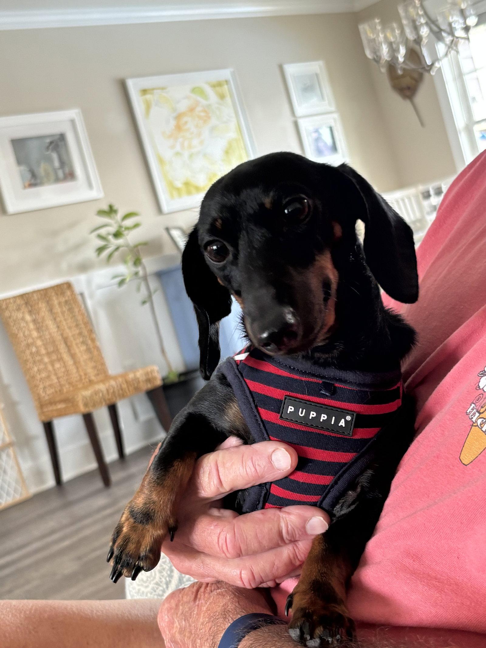 Penny8 (being fostered in Georgia), Adoptable, Young Female Dachshund.