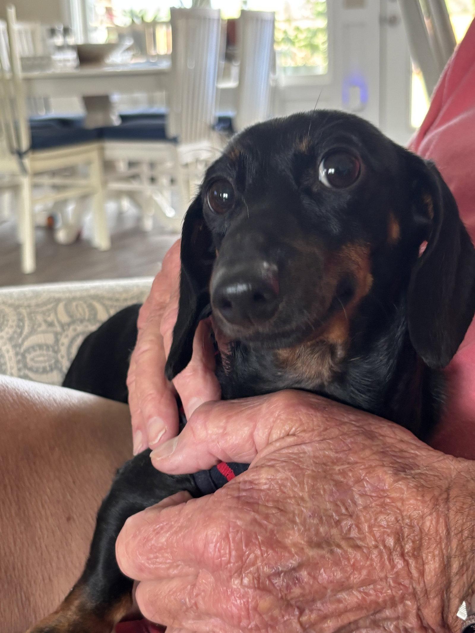 Enlarge Penny8 (being fostered in Georgia), a Adoptable Dachshund in West Columbia, SC image 2/2