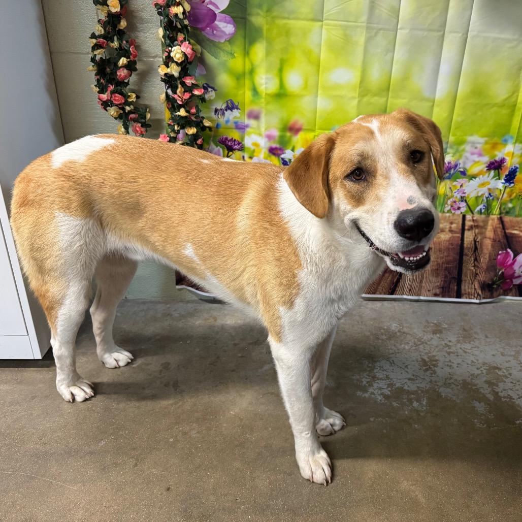 Samson, Adoptable, Young Male Great Pyrenees & Mixed Breed.