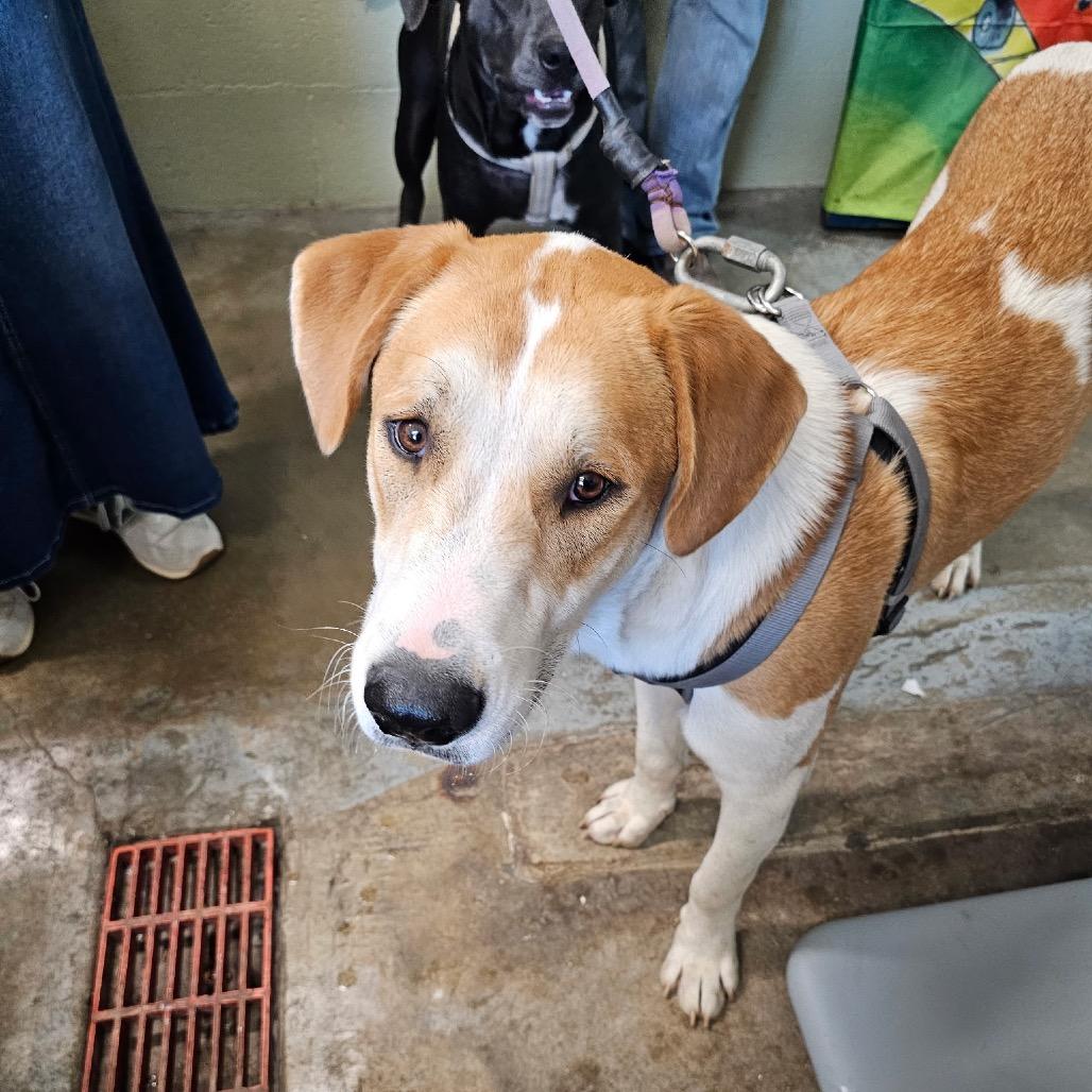 Samson, Adoptable, Young Male Great Pyrenees & Mixed Breed.